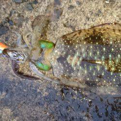 新規ポイント調査