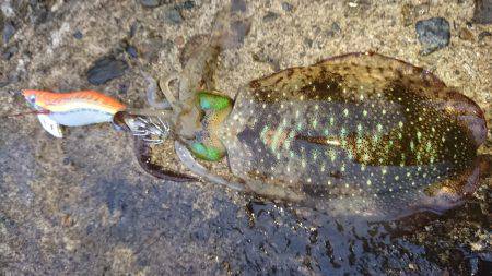 新規ポイント調査