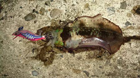 条件良くても渋い