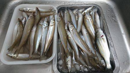 キスフィーバー