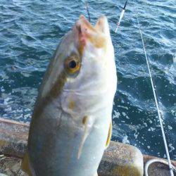 鳥取にオオアジを狙いに。