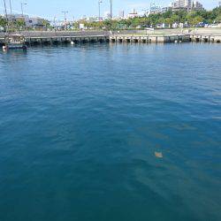 朝からショアジギング