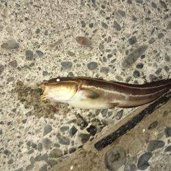 エサが余っていたので