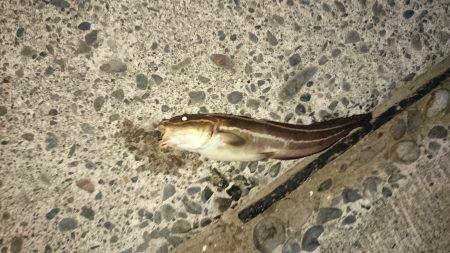 エサが余っていたので