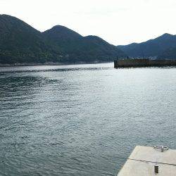 朝マヅメに夏イカGET！！