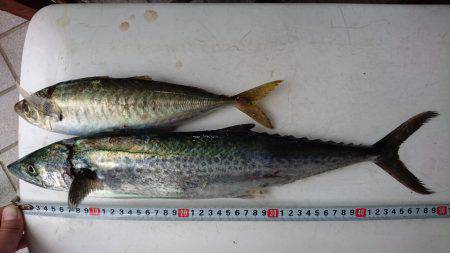 ポーアイ太刀魚