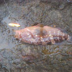 ロックフィッシュ＆　シーバス