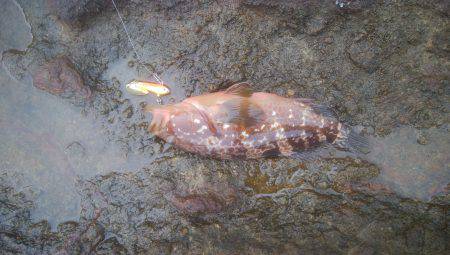 ロックフィッシュ＆　シーバス