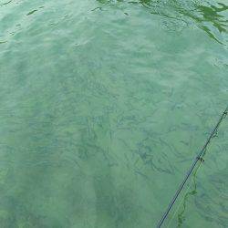 イワシで良型チヌゲット