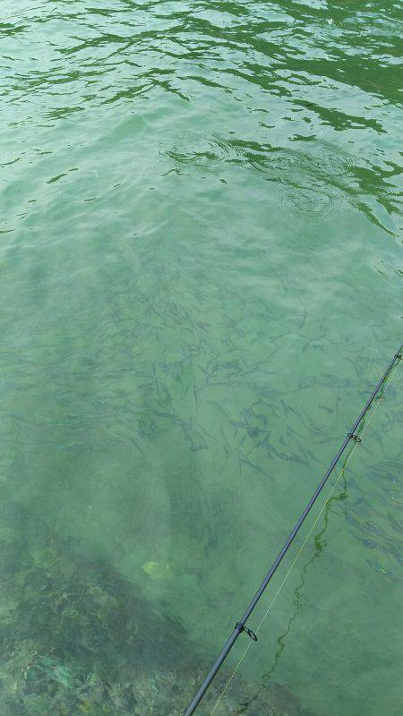 イワシで良型チヌゲット