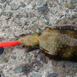 teamゲッソー調査隊