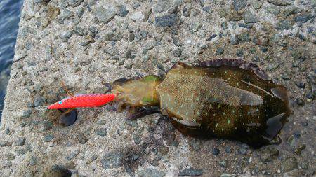 teamゲッソー調査隊