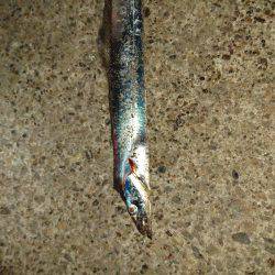 久しぶりのエサ釣り