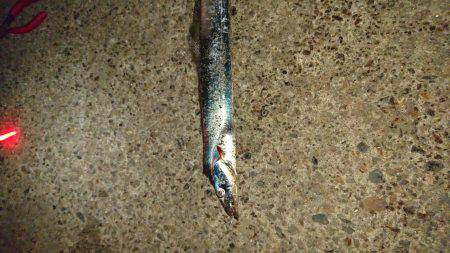 久しぶりのエサ釣り