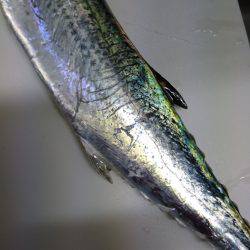 北公園チビタチ