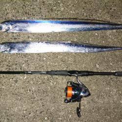 西宮浜タチウオ