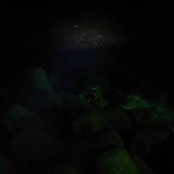 魚もイカもいない