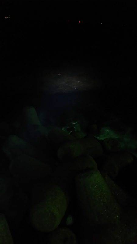 魚もイカもいない