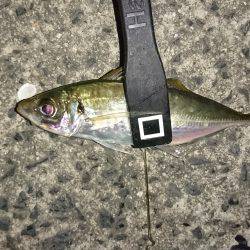 豆じゃないアジング