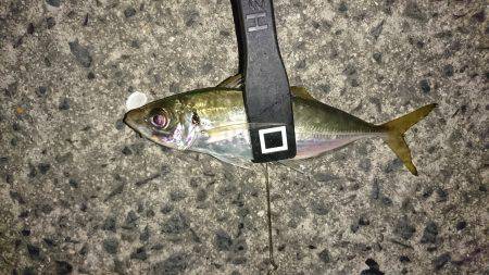 豆じゃないアジング