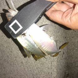 サーフアジング