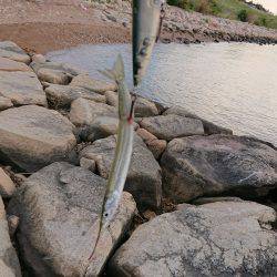 淀川キビレトップウォーター