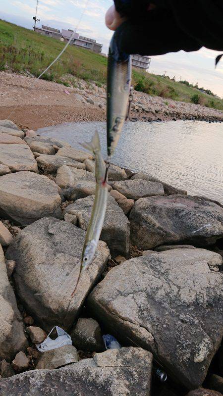 淀川キビレトップウォーター