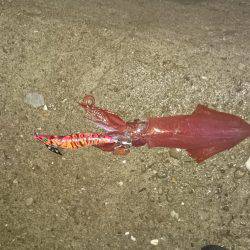 台風前にイカ狙い