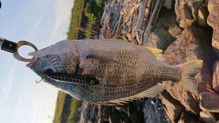 淀川キビレトップウォーター