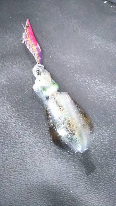 まだまだ小さいイカ&太刀魚