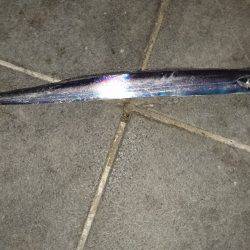 サイズは細いが数は釣れる