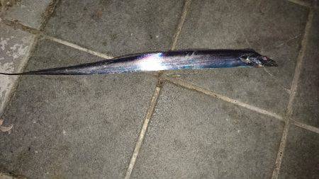 サイズは細いが数は釣れる