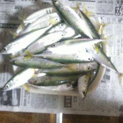 大漁❗大漁❗サバ・メッキ・太刀魚