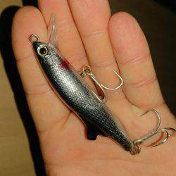 今年初サゴシ！