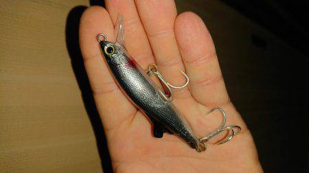 今年初サゴシ！