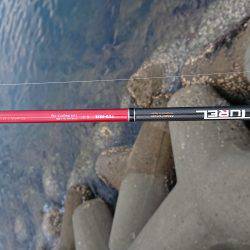 淡路島太刀魚調査