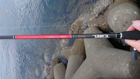 淡路島太刀魚調査