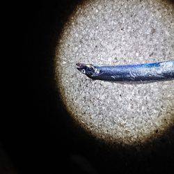 泉佐野 太刀魚調査