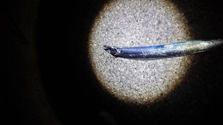 泉佐野 太刀魚調査