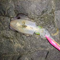 台風前にエギング