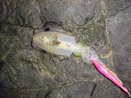 台風前にエギング