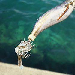 トンカツにはありつけず