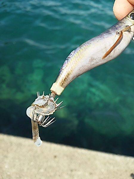 トンカツにはありつけず