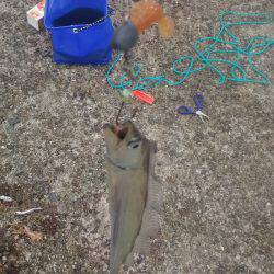 上から下までタチウオ