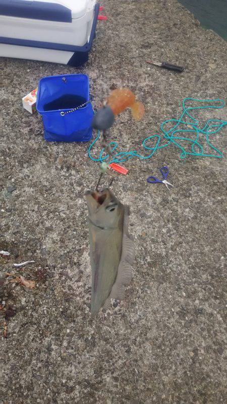 上から下までタチウオ