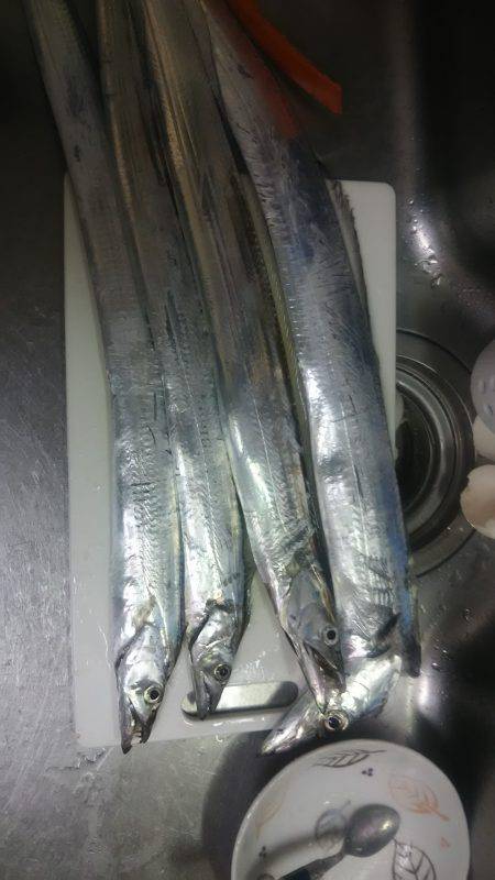 台風後のデイタチウオ