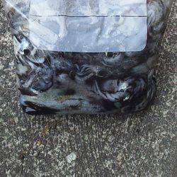 エンドレス　アオリイカ