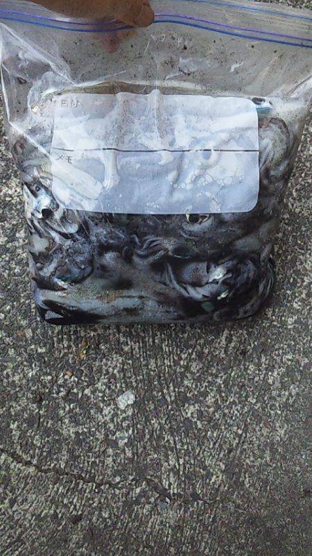 エンドレス　アオリイカ