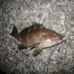 オオモンハタ遠征