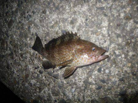 オオモンハタ遠征